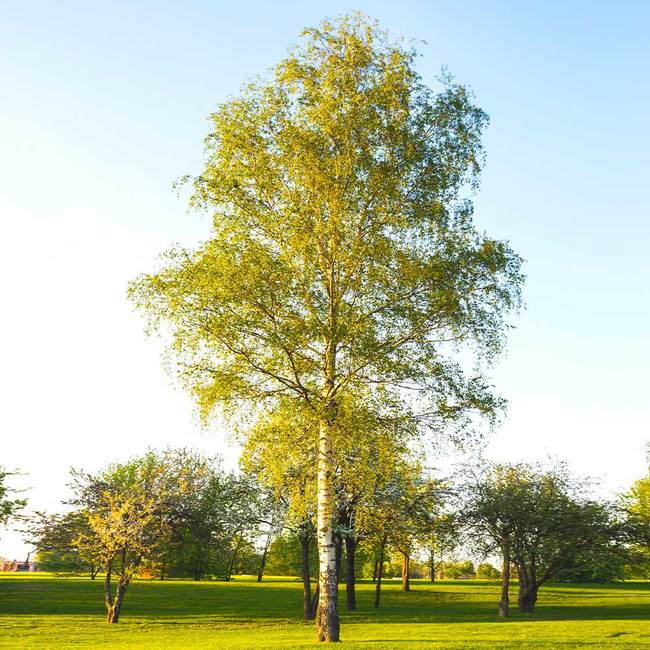 6 Best Shade Trees To Grow In Indiana