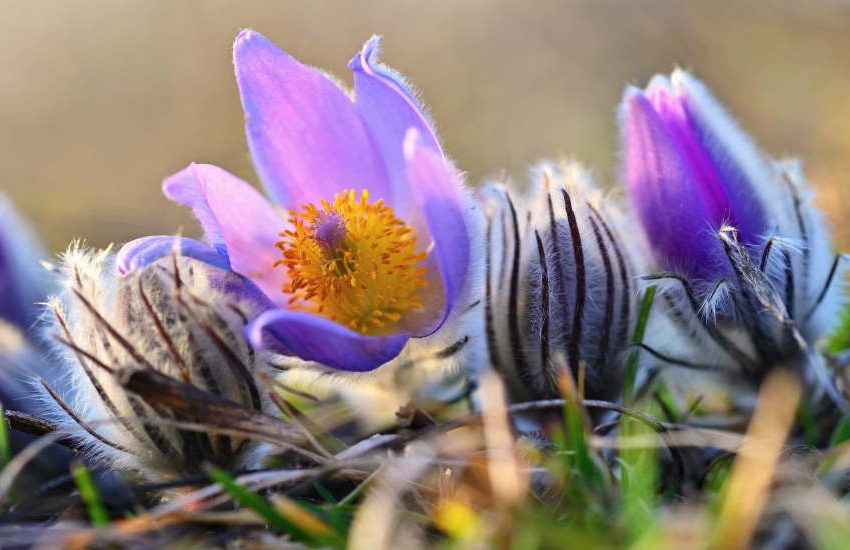 Pasque Flower