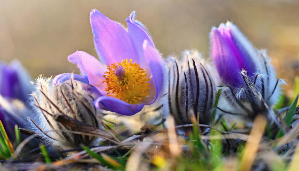 Pasque Flower : General Characteristics