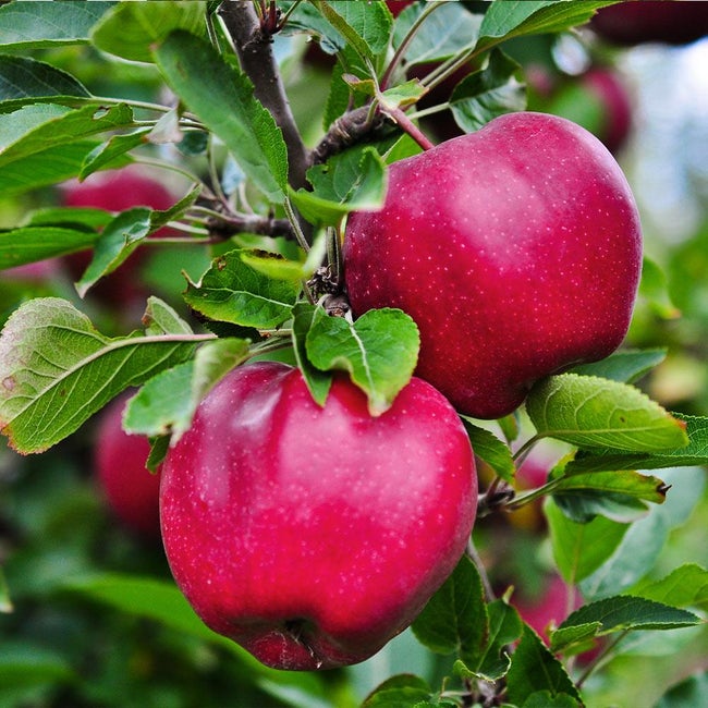 Best 7 Apple Trees To Grow In Massachusetts