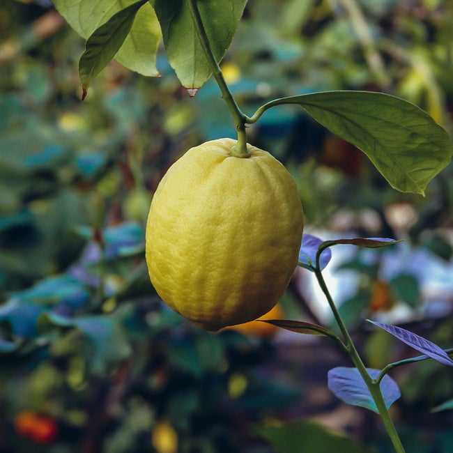 6 Best Citrus Trees To Grow In South Florida