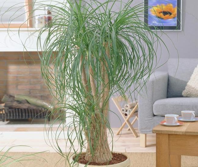 Ponytail_Palm_FGT_3_650x.jpg