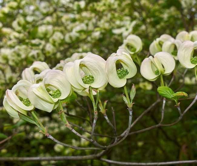 Pringle_Mexican_Dogwood_2_650x.jpg