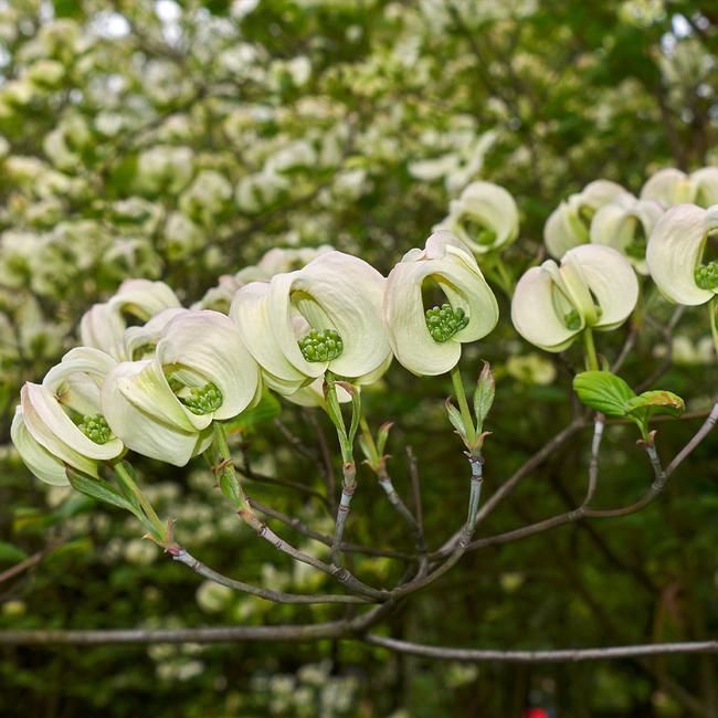 Best 7 Flowering Trees To Grow In Mississippi