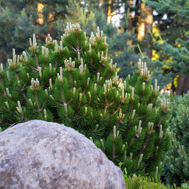 Best 6 Pine Trees To Grow In Arizona
