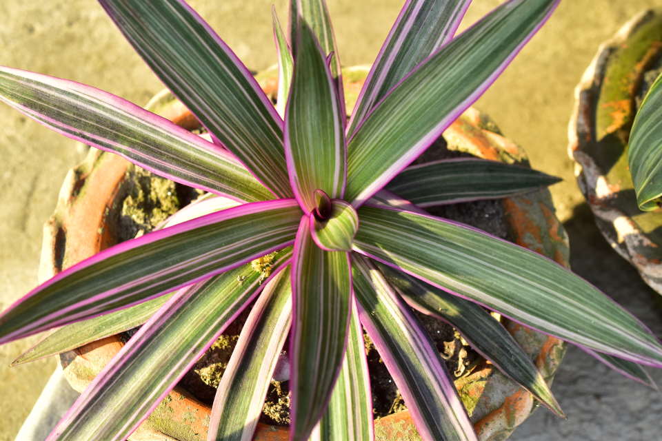 Purple Spider Plant : How to Grow & Care