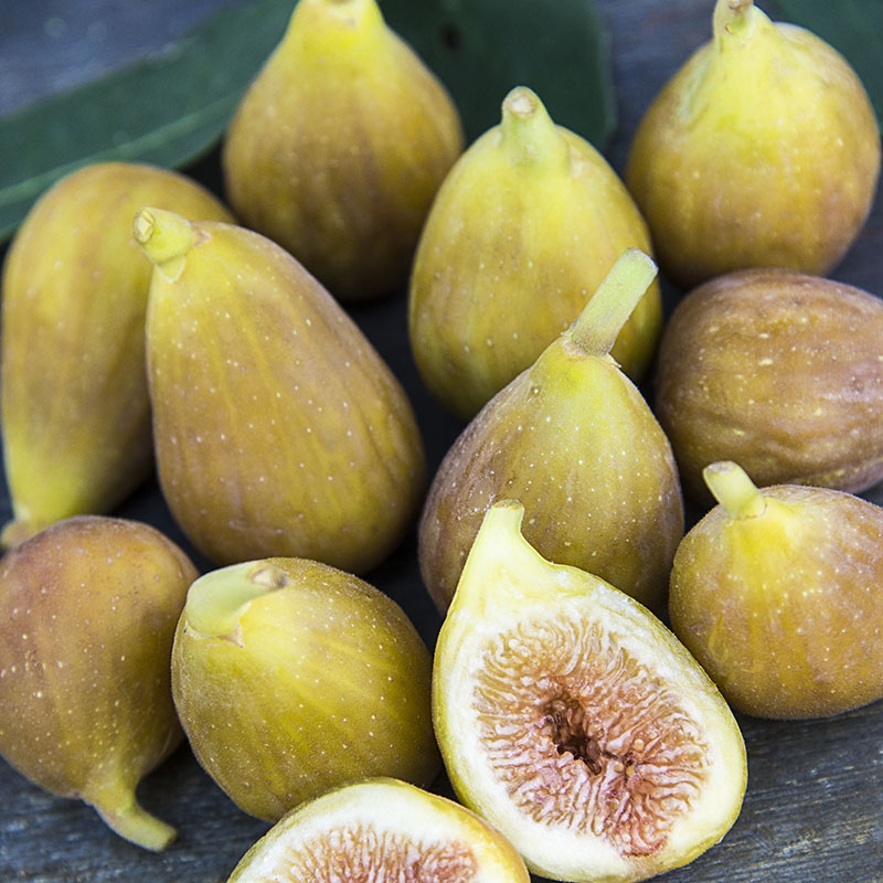 Is Fig Tree Deer Resistant?