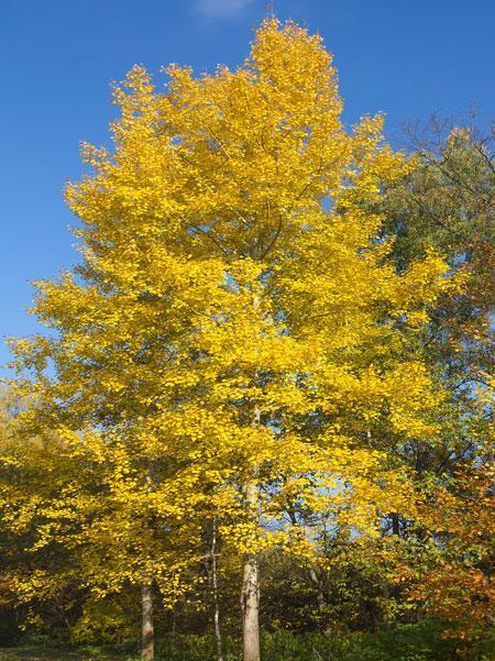 Best 5 Shade Trees To Grow In Alabama
