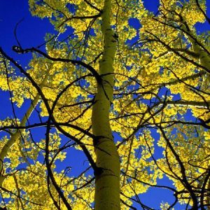 7 Best Shade Trees To Grow In Connecticut
