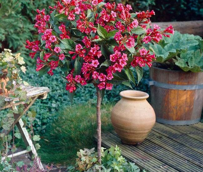 Red-Prince-Weigela-Standard-800-Mainimage_650x.jpg