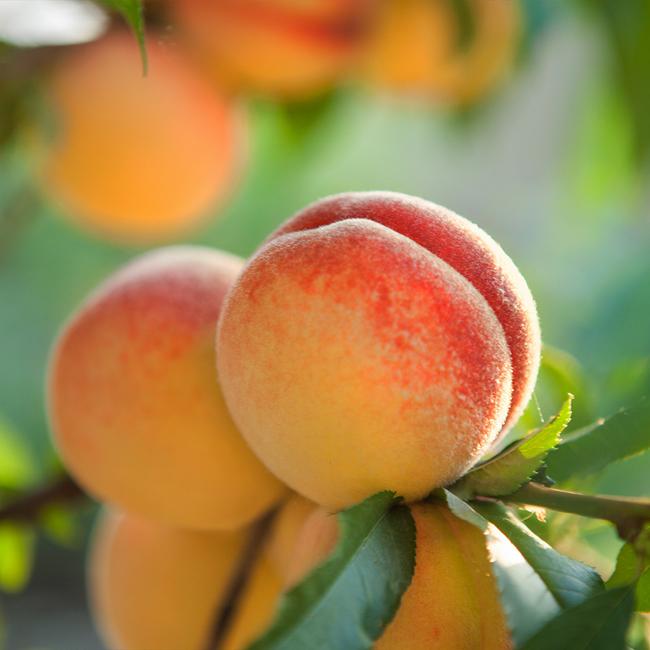 Best 7 Peach Trees To Grow In Florida