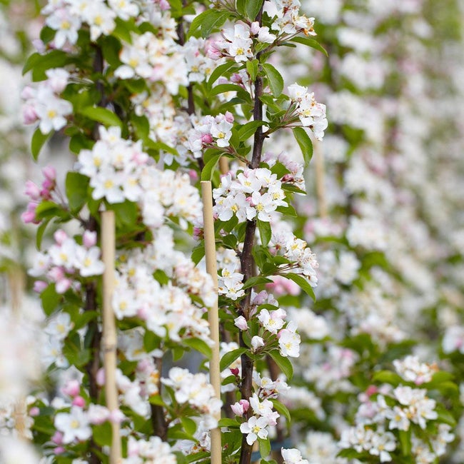 Best 5 Apple Trees To Grow In Florida