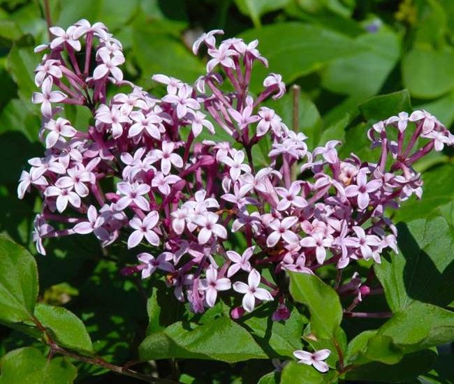 Red_Pixie_Lilac_Tree_3_650x.jpg