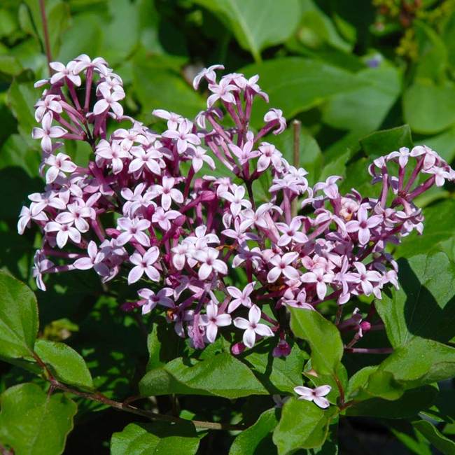 7 Best Flowering Trees To Grow In New Hampshire