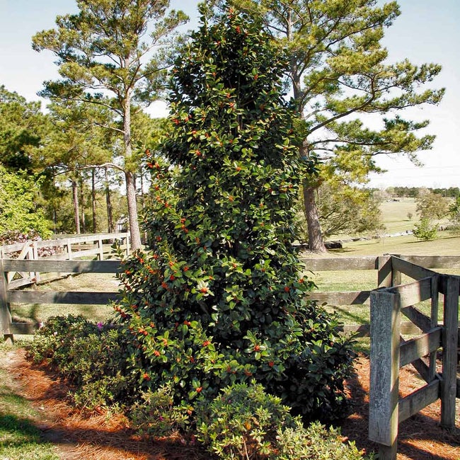 5 Best Holly Trees To Grow In Houston