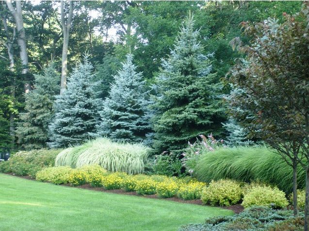 what privacy trees are deer resistant