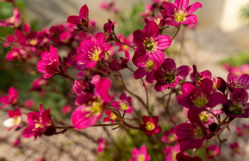 How to Grow and Care for Mossy Saxifrage