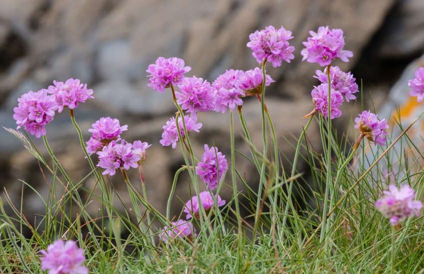 Sea Thrift