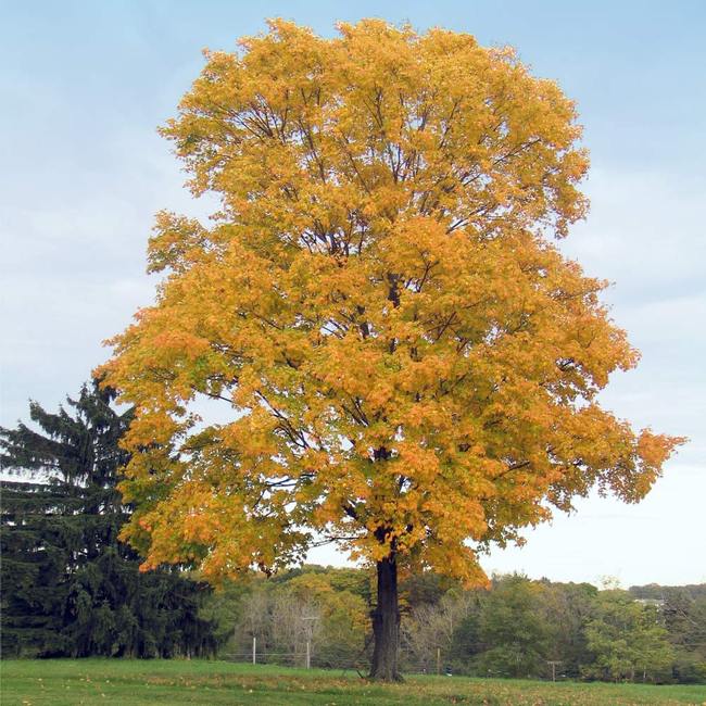 7 Best Shade Trees To Grow In Washington