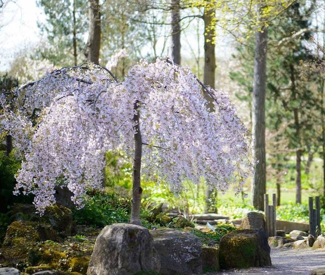 Snow_Fountains_Weeping_Cherry_8_650x.jpg