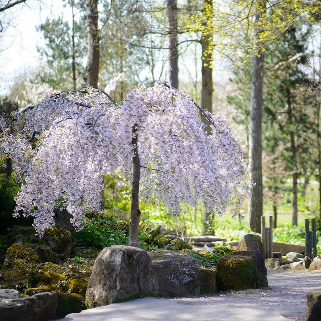 Best 7 Flowering Trees To Grow In Virginia