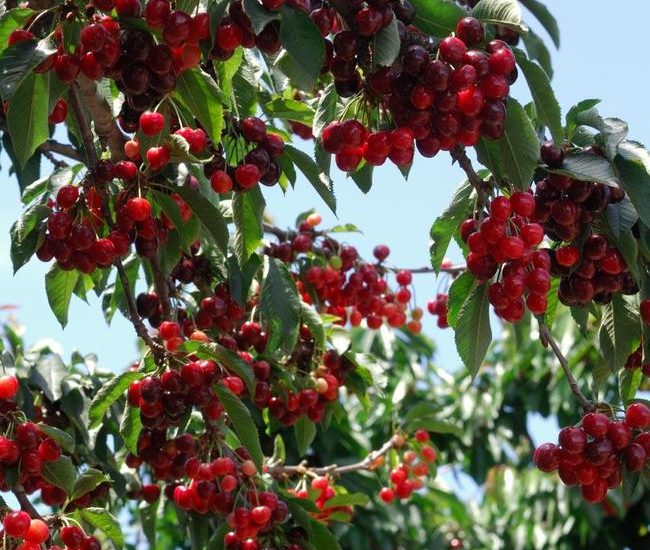 Stella_Cherry_Tree_1_FGT_650x-1.jpg