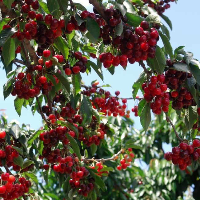 6 Best Cherry Trees To Grow In Mississippi