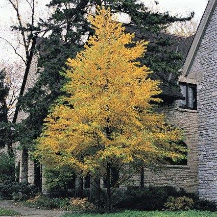 Best 5 Flowering Trees for Pennsylvania