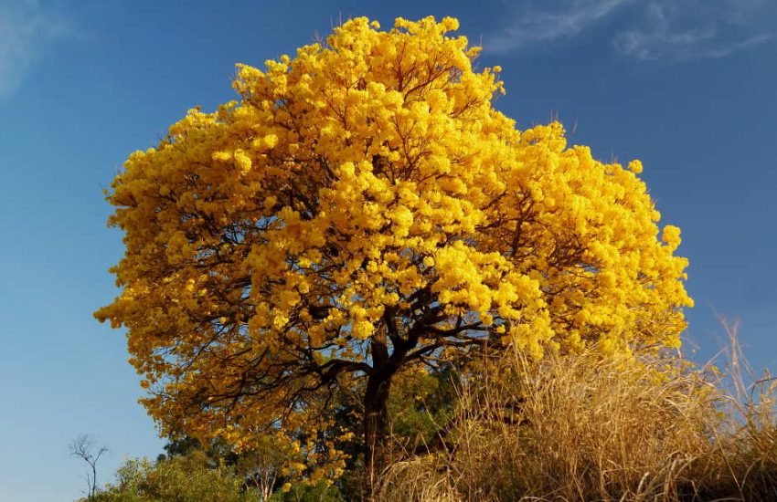 Tabebuia Tree
