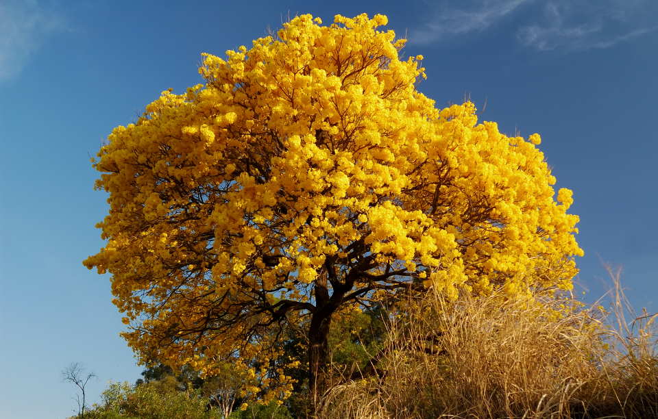 Tabebuia Tree: How to Grow and Care