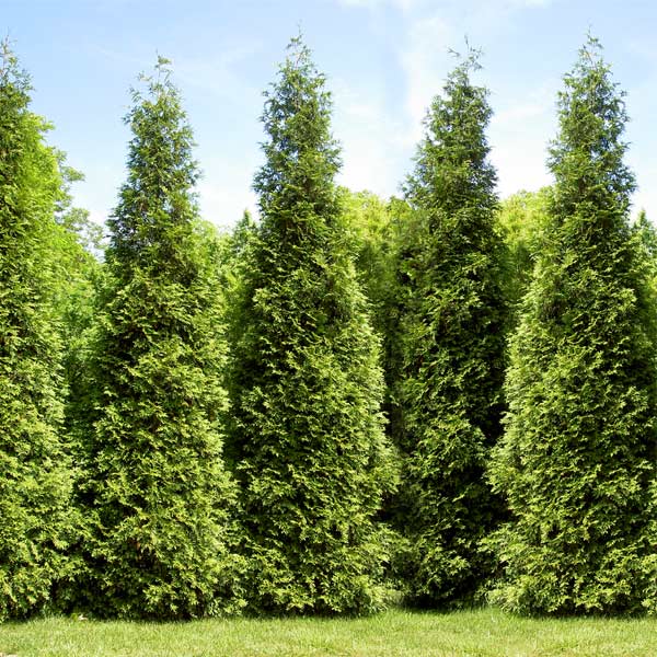 7 Best Trees For Privacy To Grow In Austin Texas