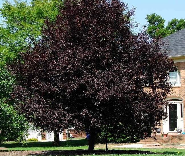 Thundercloud_Flowering_Plum_1_650x.jpg