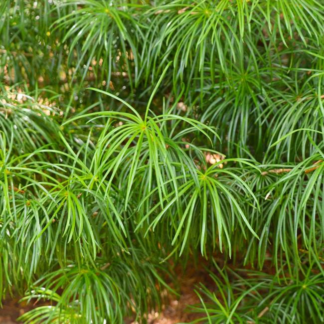 7 Best Pine Trees To Grow In Virginia