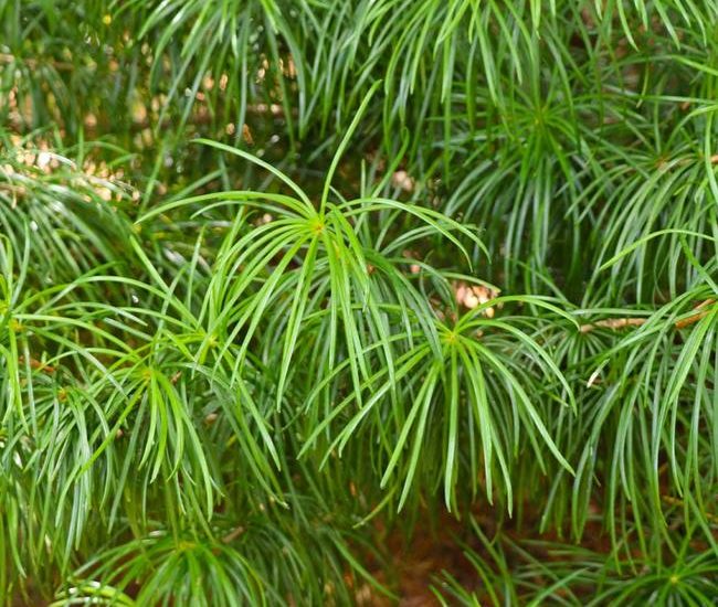 Umbrella_Pine_7_650x.jpg