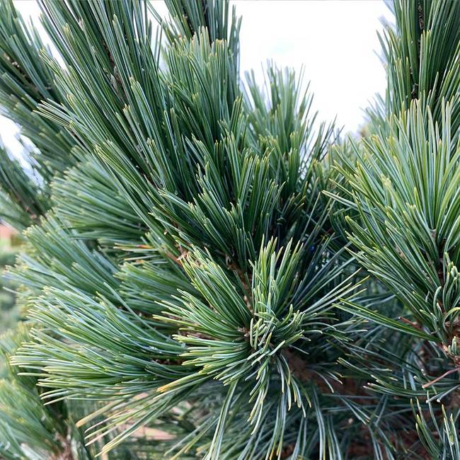 7 Best Pine Trees To Grow In Arkansas
