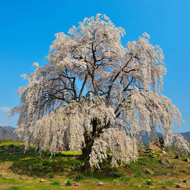 7 Best Flowering Trees To Grow In Massachusetts