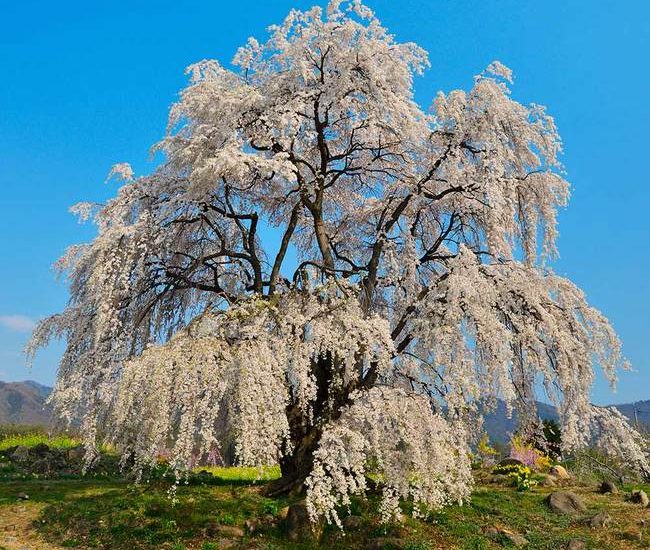 Weeping_Yoshino_Cherry_2_650x.jpg