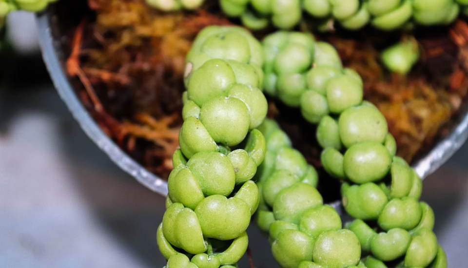 Dragon Jade Plant: How to Grow & Care