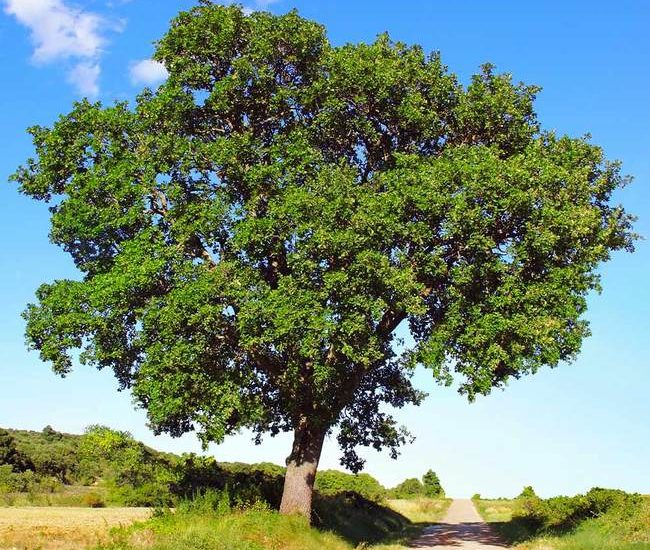 White_Oak_7_650x.jpg
