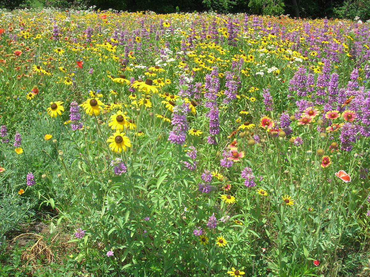 Best Seed Starting Kits for Native Wildflowers in 2024