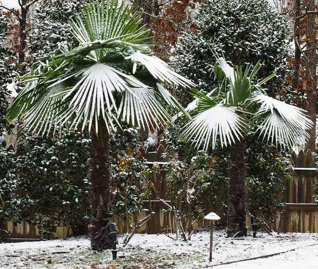 Windmill_Palm_5_FGT_650x.jpg