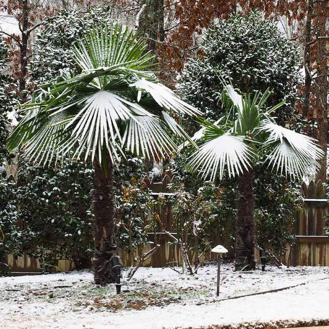 Best 7 Palm Trees To Grow In Georgia