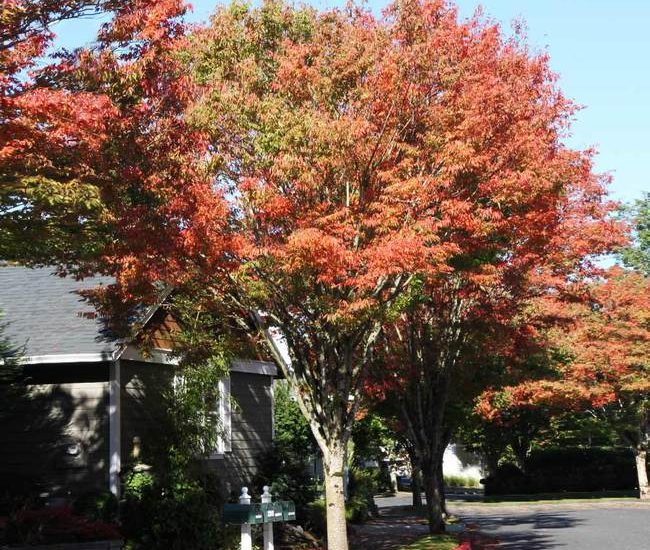 Zelkova_Green_Vase_1_650x.jpg