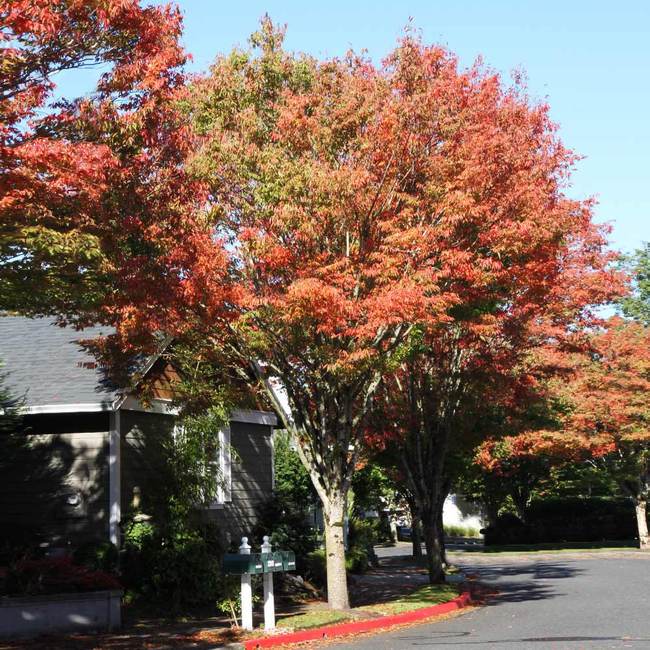 Best 6 Shade Trees To Grow In Reno Nevada