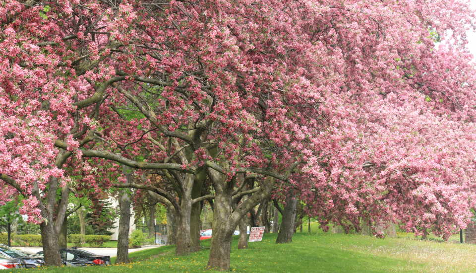 Ace of Hearts Redbud Tree : How to Grow and Care