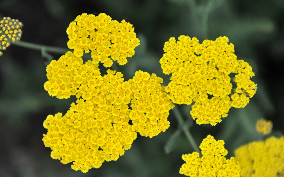 Achillea Moonshine (Yarrow) : How to Grow & Care