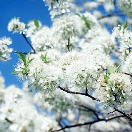 5 Best Flowering Trees To Grow In New Jersey