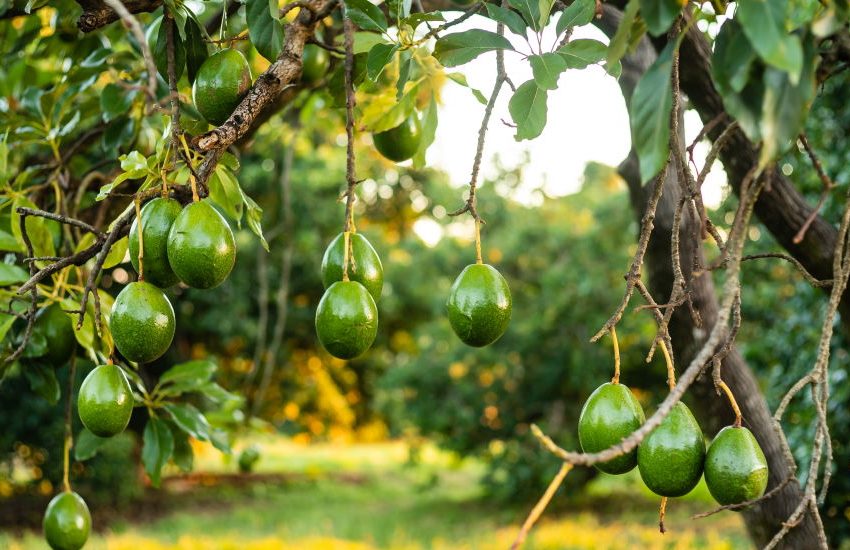 avocado tree and fruits