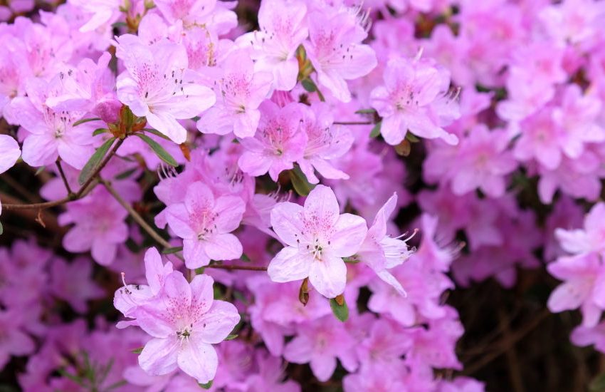 Azalea Bushes