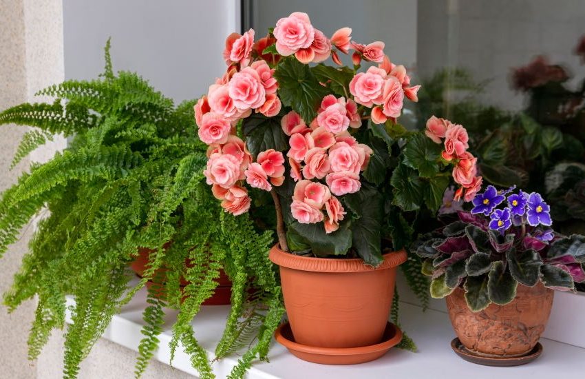 What is Begonia?